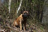 BULLMASTIFF 450